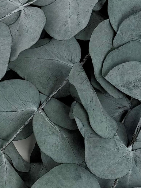 Eucalyptus Cinerea, Preserved, Green/Blue, 150g