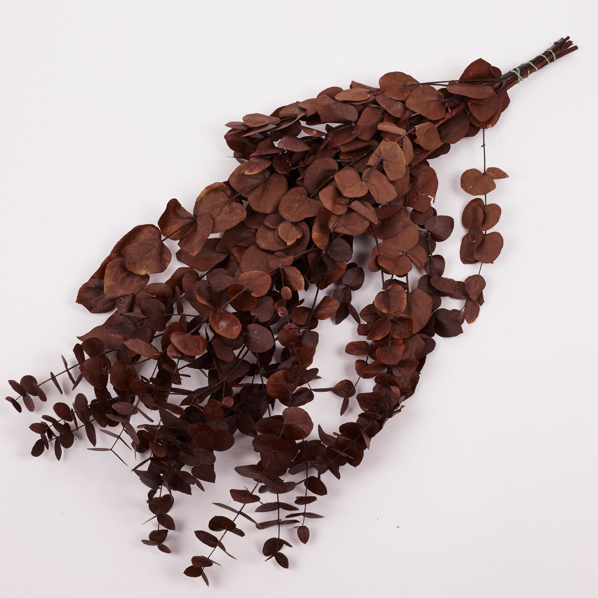 Eucalyptus Cinerea, Preserved, Chocolate, 150g