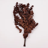 Eucalyptus Cinerea, Preserved, Chocolate, 150g
