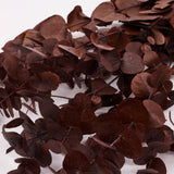 Eucalyptus Cinerea, Preserved, Chocolate, 150g