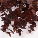 Eucalyptus Cinerea, Preserved, Chocolate, 150g