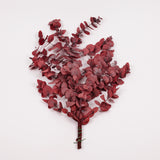 Eucalyptus Cinerea, Preserved, Bright Red, 150g
