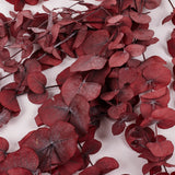 Eucalyptus Cinerea, Preserved, Bright Red, 150g