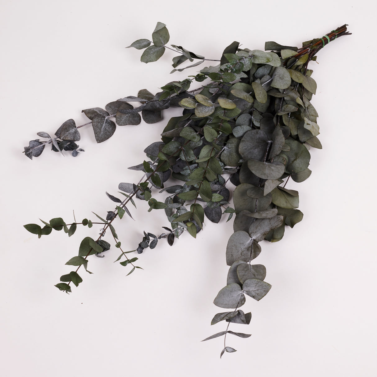 Eucalyptus Cinerea, Preserved, Pale Green/Grey, 150g