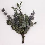 Eucalyptus Cinerea, Preserved, Pale Green/Grey, 150g