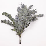 Eucalyptus Cinerea, Preserved, Green, 150g