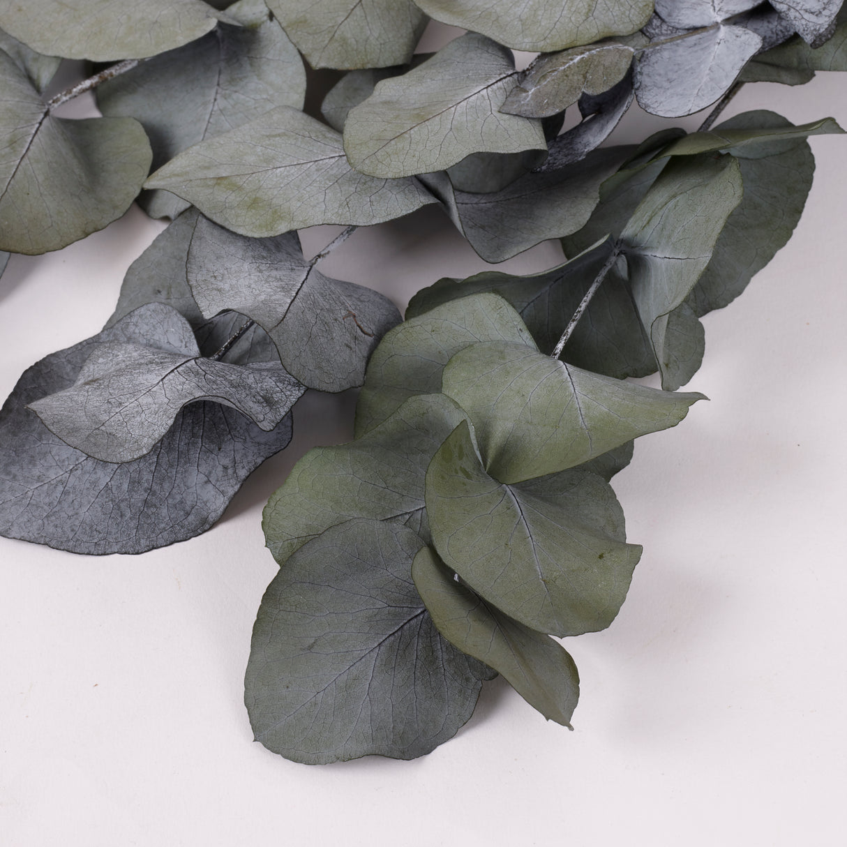 Eucalyptus Cinerea, Preserved, Green, 150g