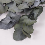 Eucalyptus Cinerea, Preserved, Green, 150g