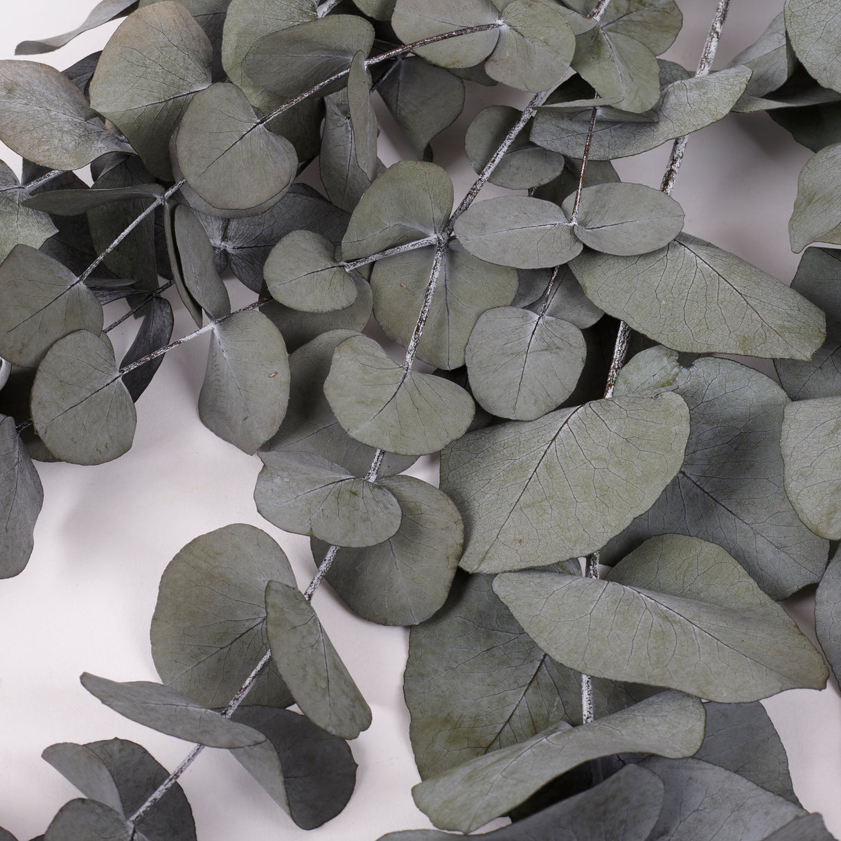 Eucalyptus Cinerea, Preserved, Green, 150g