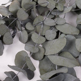 Eucalyptus Cinerea, Preserved, Green, 150g