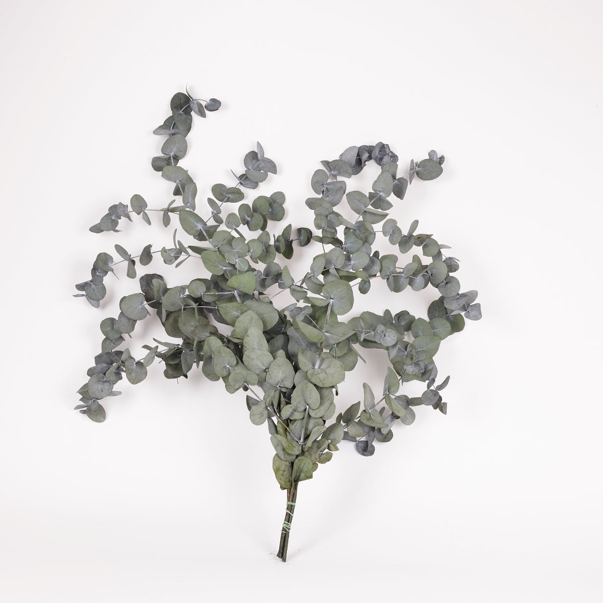 Eucalyptus Cinerea, Preserved, Green, 150g