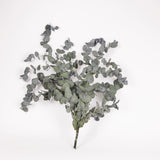 Eucalyptus Cinerea, Preserved, Green, 150g