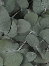 Eucalyptus Cinerea, Preserved, Green, 150g