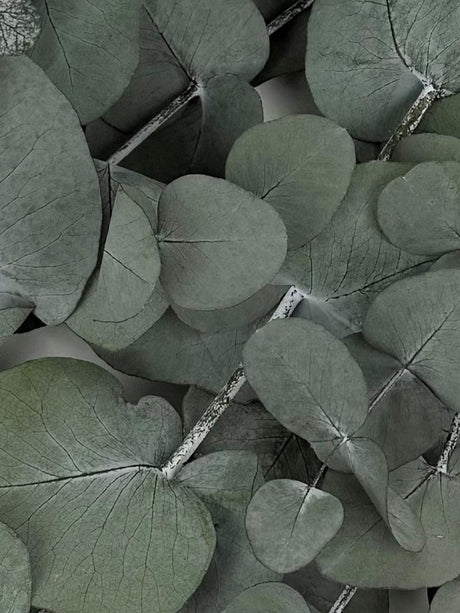 Eucalyptus Cinerea, Preserved, Green, 150g