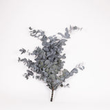 Eucalyptus Cinerea, Preserved, Green, 150g