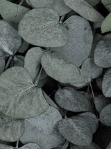 Eucalyptus Cinerea, Preserved, Green, 150g