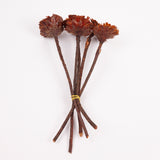 Protea Rosette Repens, Dried, Light Centre, Bunch x 5