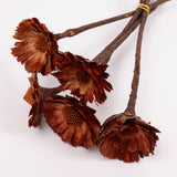 Protea Rosette Repens, Dried, Light Centre, Bunch x 5