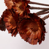 Protea Rosette Repens, Dried, Light Centre, Bunch x 5