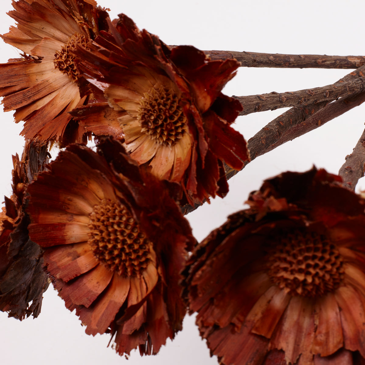 Protea Rosette Repens, Dried, Light Centre, Bunch x 5