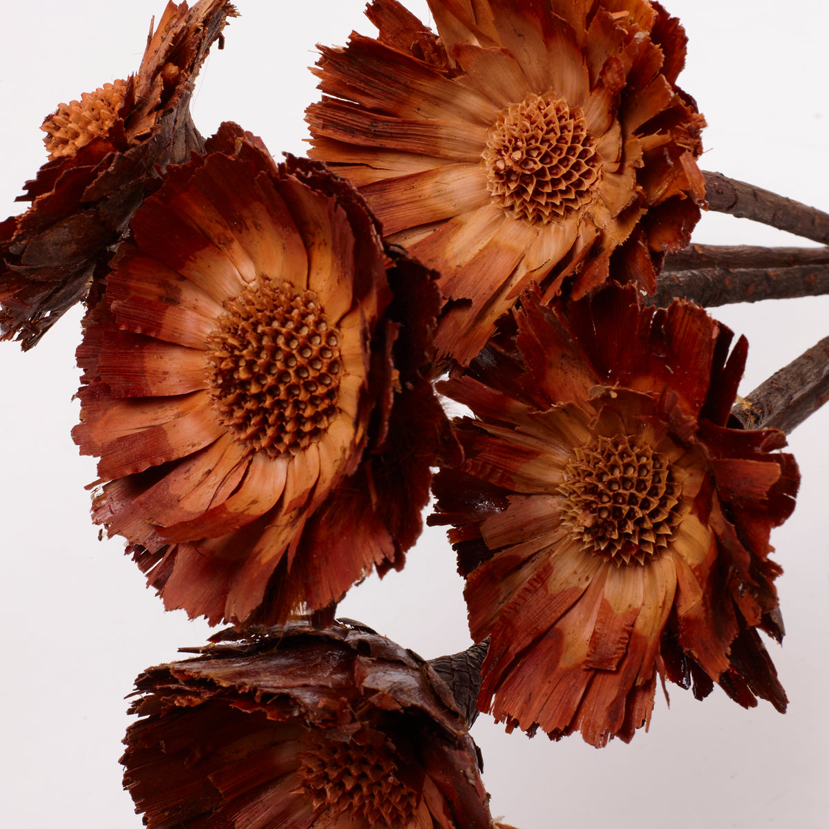Protea Rosette Repens, Dried, Light Centre, Bunch x 5