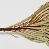 Banksia Hookerana, Dried, Extra, Natural, per stem