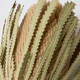 Banksia Hookerana, Dried, Extra, Natural, per stem