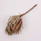 Banksia Hookerana, Dried, Extra, Natural, per stem