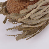 Banksia Hookerana, Dried, Extra, Natural, per stem