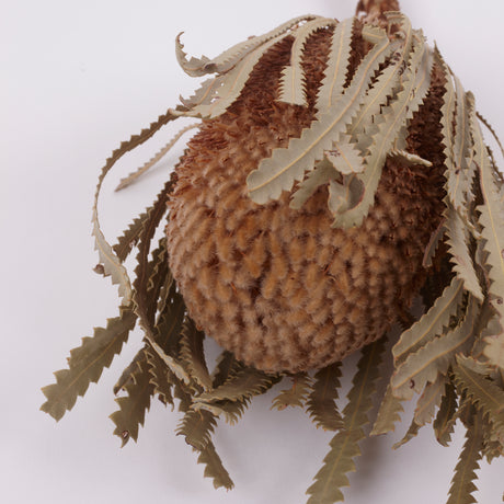 Banksia Hookerana, Dried, Extra, Natural, per stem