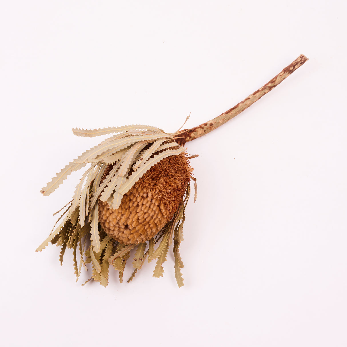 Banksia Hookerana, Dried, Extra, Natural, per stem