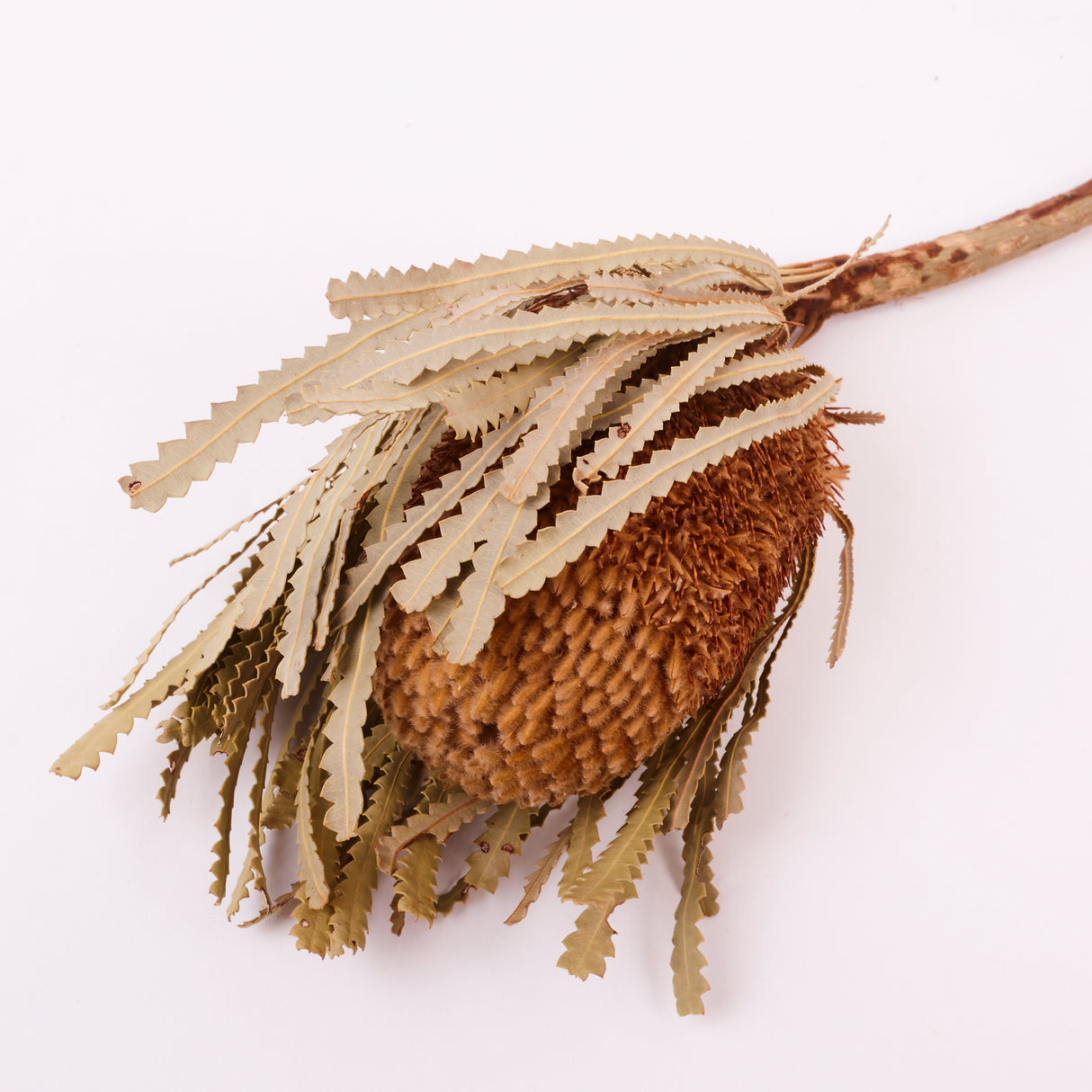 Banksia Hookerana, Dried, Extra, Natural, per stem