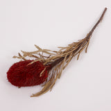 Banksia Hookerana, Dried, Extra, Xmas Red, Per Stem