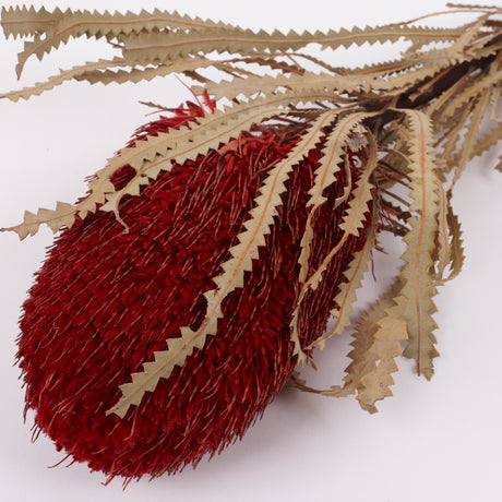 Banksia Hookerana, Dried, Extra, Xmas Red, Per Stem