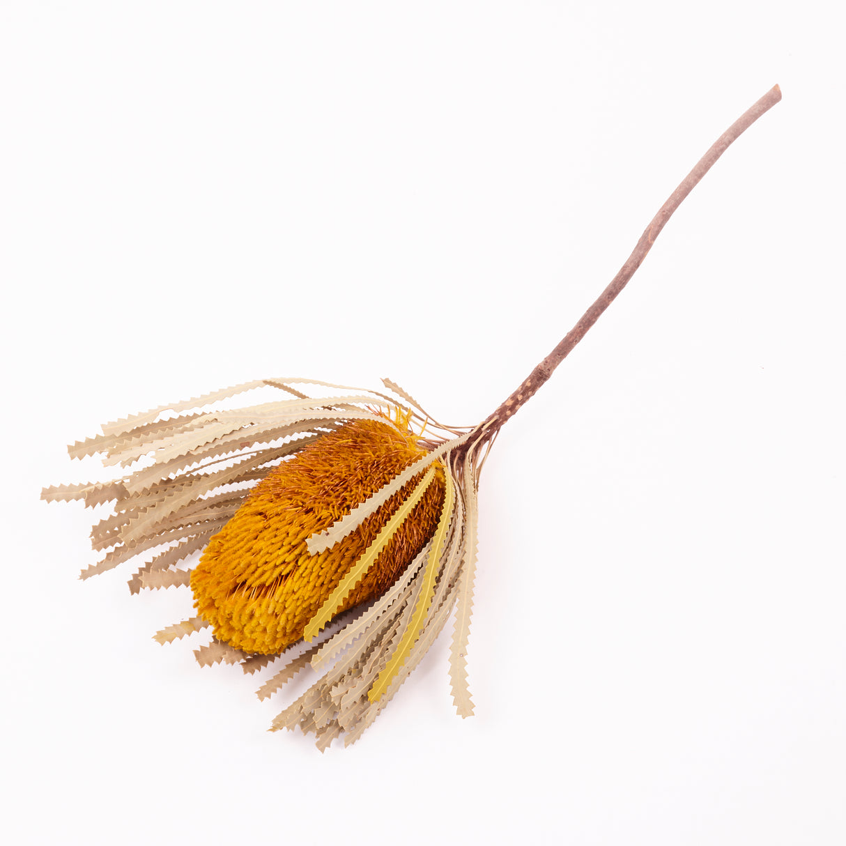 Banksia Hookerana, Dried, Extra, Yellow, Per Stem
