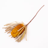 Banksia Hookerana, Dried, Extra, Yellow, Per Stem