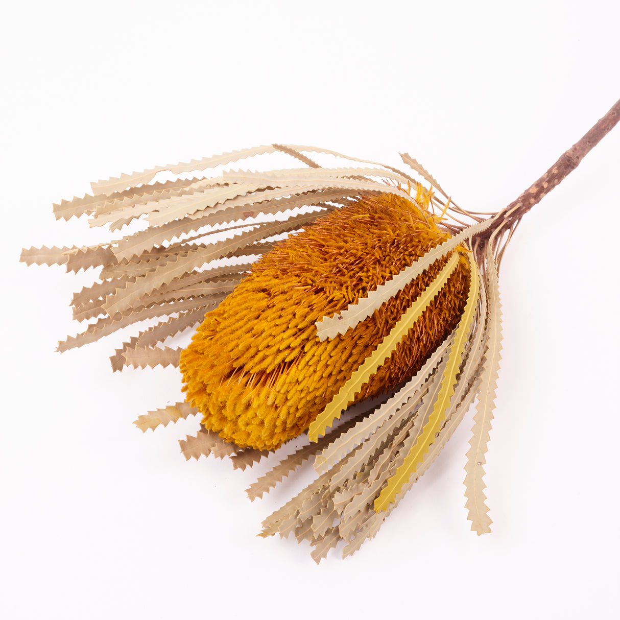 Banksia Hookerana, Dried, Extra, Yellow, Per Stem