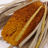 Banksia Hookerana, Dried, Extra, Yellow, Per Stem