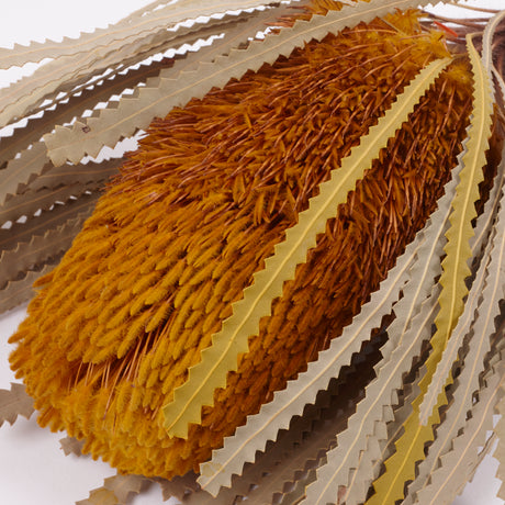 Banksia Hookerana, Dried, Extra, Yellow, Per Stem