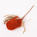 Banksia Hookerana, Dried, Extra, Orange, Per Stem