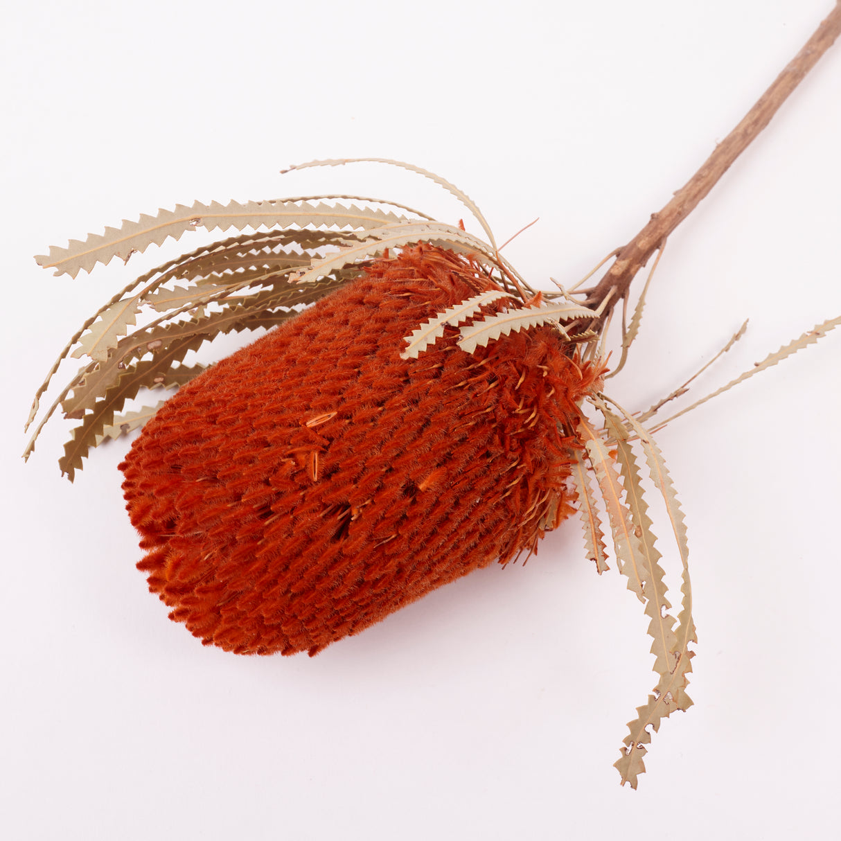 Banksia Hookerana, Dried, Extra, Orange, Per Stem