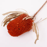 Banksia Hookerana, Dried, Extra, Orange, Per Stem