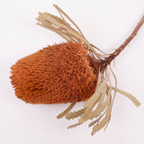 Banksia Hookerana, Dried, Extra, Apricot, Per Stem