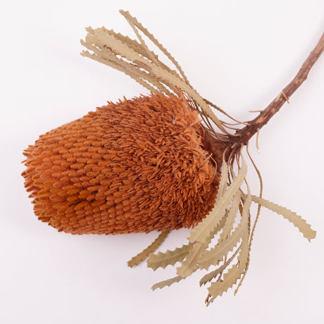 Banksia Hookerana, Dried, Extra, Apricot, Per Stem