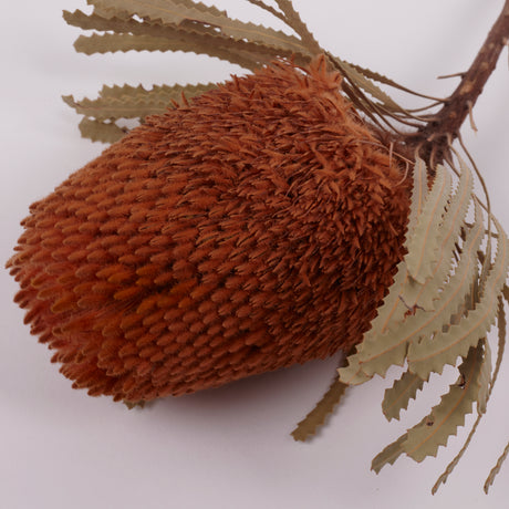 Banksia Hookerana, Dried, Extra, Apricot, Per Stem