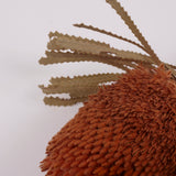 Banksia Hookerana, Dried, Extra, Apricot, Per Stem