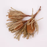 Banksia Hookerana, Dried, Extra, Natural, Bunch x 3 stems