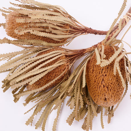 Banksia Hookerana, Dried, Extra, Natural, Bunch x 3 stems