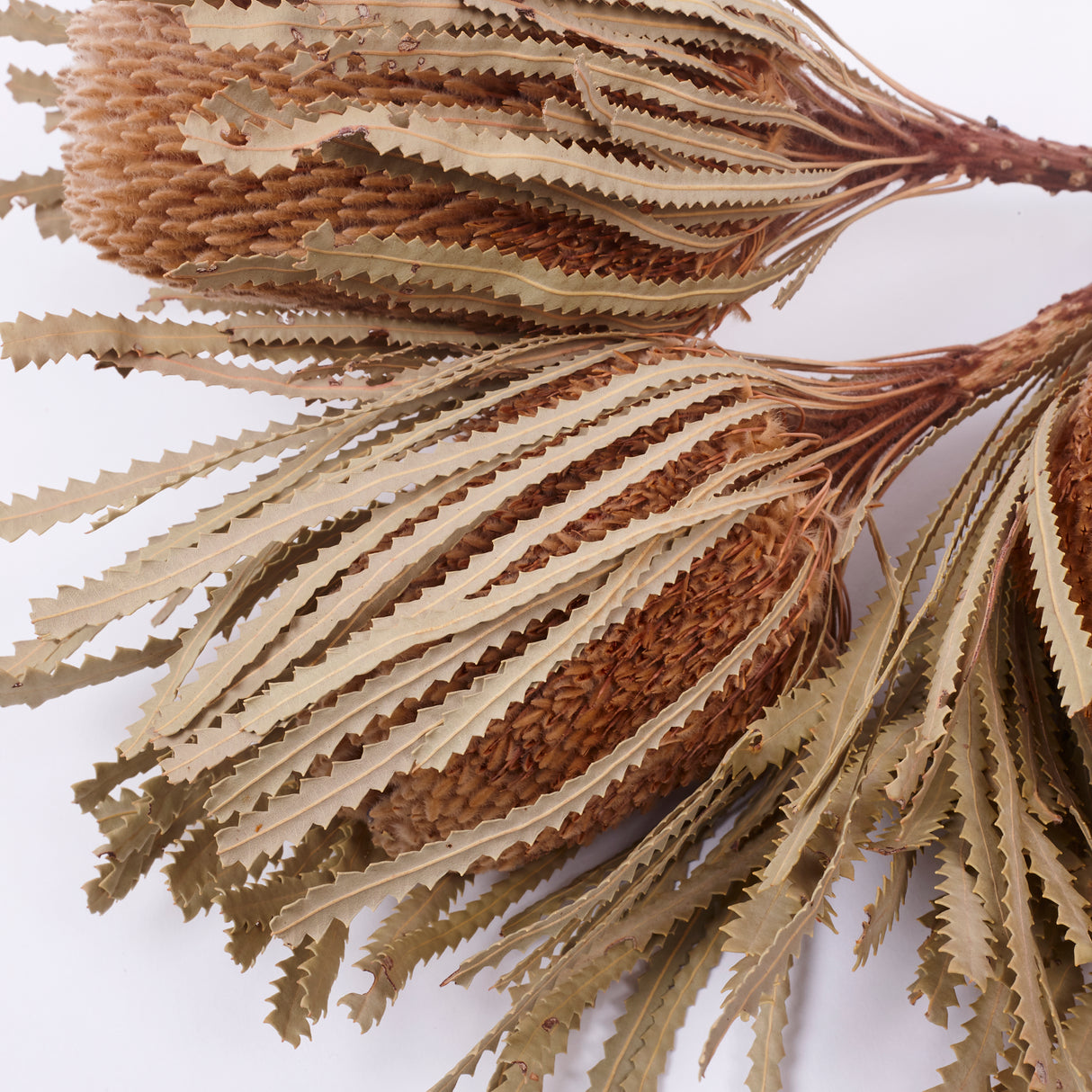 Banksia Hookerana, Dried, Extra, Natural, Bunch x 3 stems