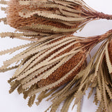 Banksia Hookerana, Dried, Extra, Natural, Bunch x 3 stems